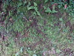 Leucobryum juniperoideum