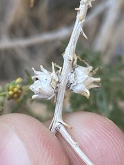 Procecidochares kristineae