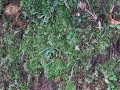 Leucobryum juniperoideum