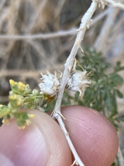 Procecidochares kristineae
