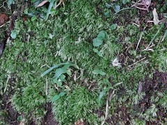 Leucobryum juniperoideum