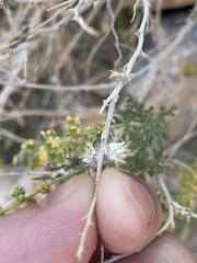 Procecidochares kristineae