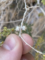 Procecidochares kristineae