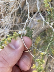Procecidochares kristineae