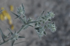 Johnstonella