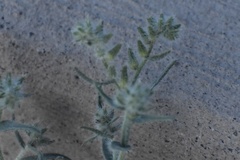 Johnstonella