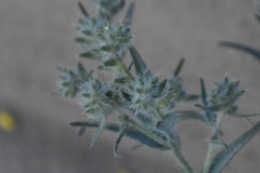 Johnstonella
