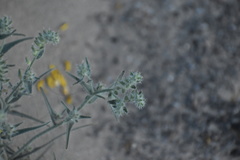 Johnstonella