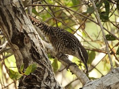 Campylorhynchus yucatanicus