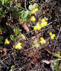 Triphysaria eriantha