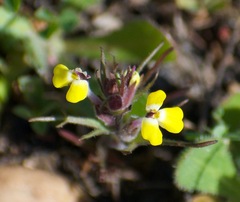 Triphysaria eriantha
