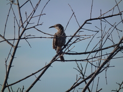 Campylorhynchus yucatanicus