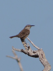 Campylorhynchus yucatanicus