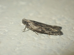 Phaeosaces compsotypa