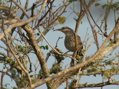 Campylorhynchus yucatanicus