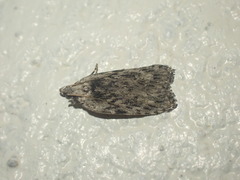 Phaeosaces compsotypa