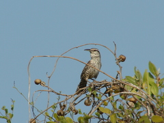 Campylorhynchus yucatanicus
