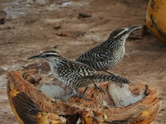 Campylorhynchus yucatanicus