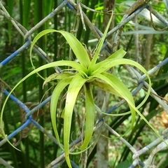 Tillandsia elongata