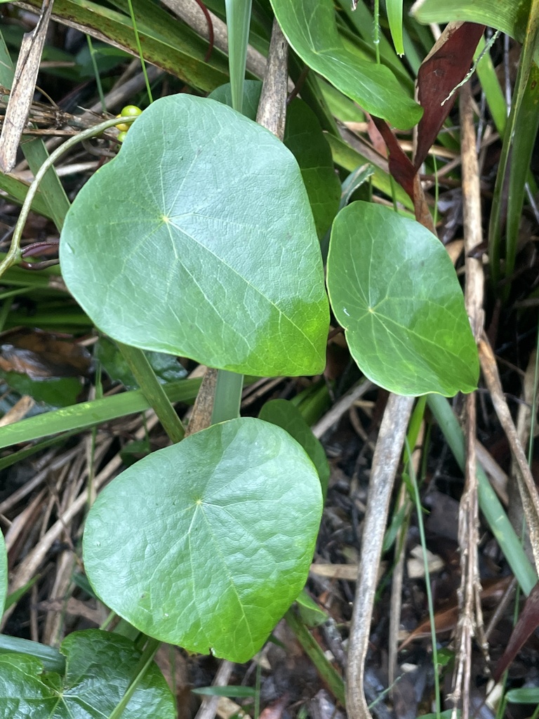 Snake Vine (Flora on K'gari) · iNaturalist