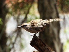 Campylorhynchus yucatanicus