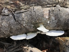 Trametes pavonia