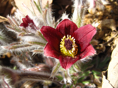 Pulsatilla cernua