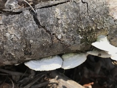 Trametes pavonia