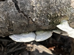 Trametes pavonia