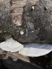 Trametes pavonia