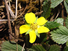 Potentilla fragarioides