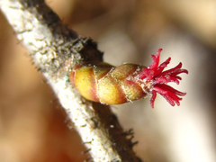 Corylus heterophylla