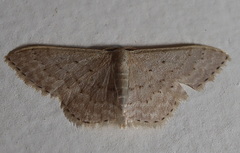 Idaea eretmopus