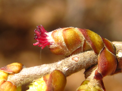 Corylus heterophylla