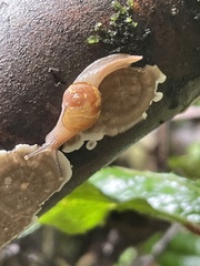 Helicarion mastersi