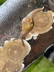 Helicarion mastersi