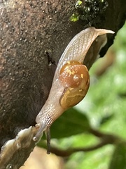 Helicarion mastersi