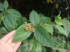 Cotoneaster bullatus