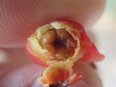 Cotoneaster bullatus