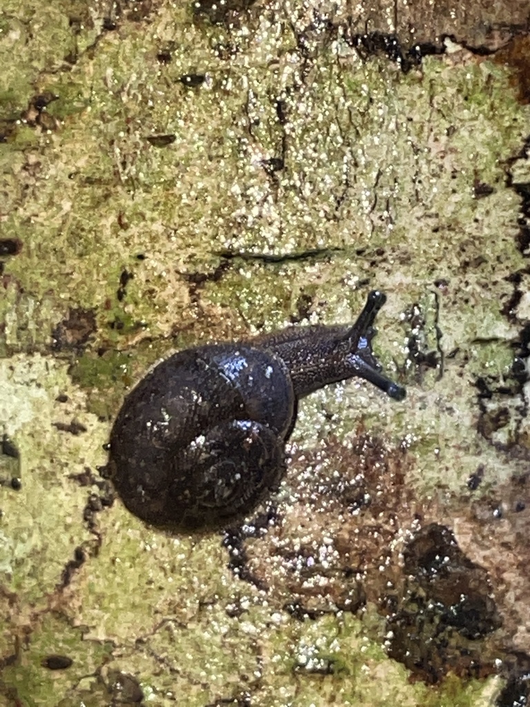 Wollongong Bristle Snail
