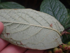 Cotoneaster bullatus