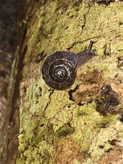 Austrochloritis metuenda