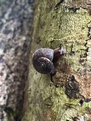 Austrochloritis metuenda