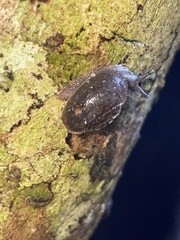 Austrochloritis metuenda