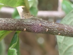 Cotoneaster bullatus