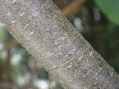 Cotoneaster bullatus