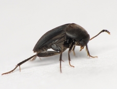 Prionochaeta opaca