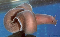Hagfish photo 2
