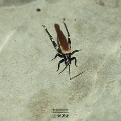 Mnesibulus bicolor
