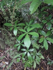 Pseudopanax lessonii